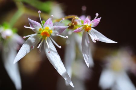 Jordgubbsbegoniaextrakt är en flavonoid med antiinflammatoriska och antioxidantiska egenskaper. Det hjälper till att minska överflödig olja och dämpa mörka fläckar och akneärr.